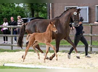 Hanoverian, Stallion, Foal (05/2026), 16.2 hh, Chestnut-Red