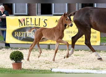Hanoverian, Stallion, Foal (05/2026), 16.2 hh, Chestnut-Red