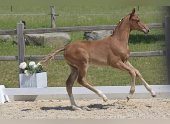 Hanoverian, Stallion, Foal (04/2026), 16.2 hh, Chestnut-Red