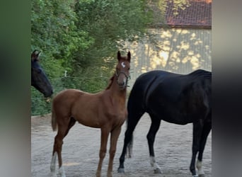 Hanoverian, Stallion, Foal (04/2026), 16.2 hh, Chestnut-Red