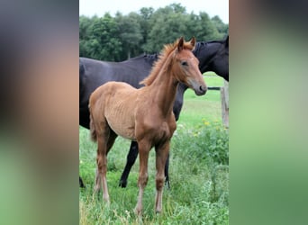 Hanoverian, Stallion, Foal (04/2025), 16.2 hh, Chestnut-Red
