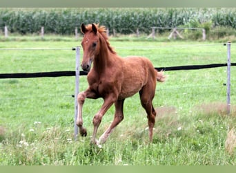 Hanoverian, Stallion, Foal (04/2025), 16.2 hh, Chestnut-Red