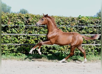 Hanoverian, Stallion, Foal (04/2024), 16,2 hh, Chestnut-Red