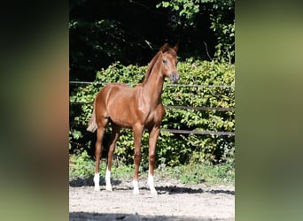 Hanoverian, Stallion, Foal (04/2024), 16,2 hh, Chestnut-Red