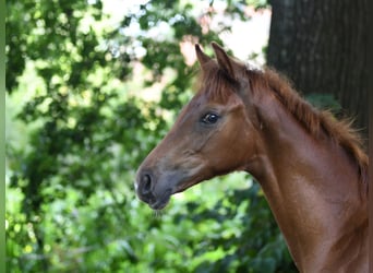 Hanoverian, Stallion, Foal (04/2024), 16,2 hh, Chestnut-Red