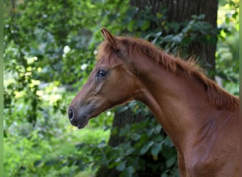 Hanoverian, Stallion, Foal (04/2024), 16,2 hh, Chestnut-Red