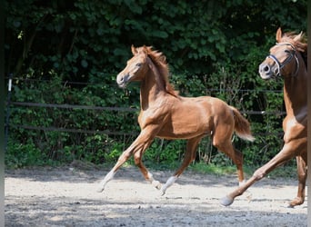 Hanoverian, Stallion, Foal (04/2024), 16,2 hh, Chestnut-Red