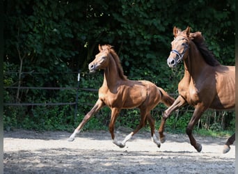 Hanoverian, Stallion, Foal (04/2024), 16,2 hh, Chestnut-Red