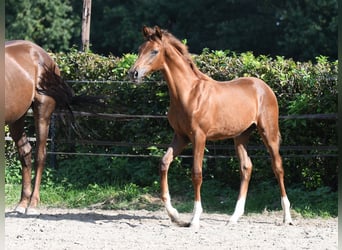 Hanoverian, Stallion, Foal (04/2024), 16,2 hh, Chestnut-Red