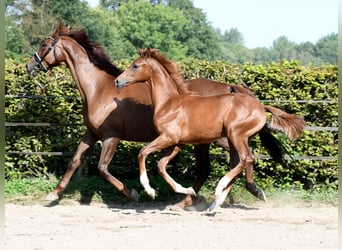 Hanoverian, Stallion, Foal (04/2024), 16,2 hh, Chestnut-Red