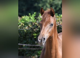 Hanoverian, Stallion, Foal (04/2024), 16,2 hh, Chestnut-Red