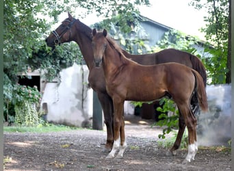 Hanoverian, Stallion, Foal (04/2024), 16,2 hh, Chestnut-Red