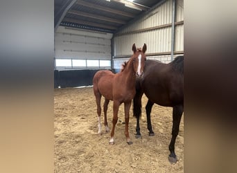 Hanoverian, Stallion, , 16,2 hh, Chestnut-Red