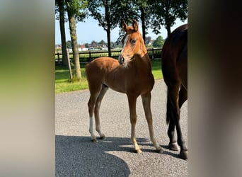 Hanoverian, Stallion, Foal (04/2024), 16,2 hh, Chestnut-Red