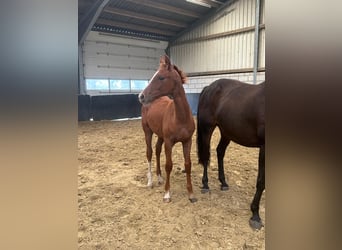 Hanoverian, Stallion, , 16,2 hh, Chestnut-Red