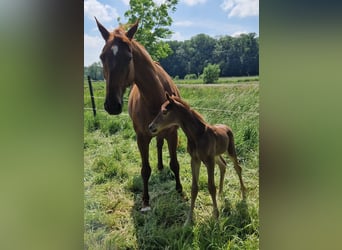 Hanoverian, Stallion, Foal (05/2024), 16.2 hh, Chestnut-Red