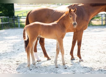 Hanoverian, Stallion, Foal (05/2024), 16.2 hh, Chestnut-Red