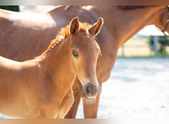 Hanoverian, Stallion, Foal (05/2024), 16.2 hh, Chestnut-Red