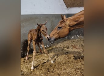 Hanoverian, Stallion, Foal (05/2024), 16.2 hh, Chestnut-Red