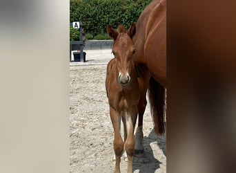 Hanoverian, Stallion, Foal (05/2024), 16.2 hh, Chestnut-Red