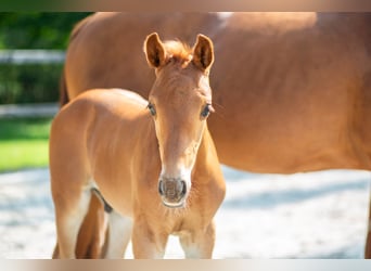 Hanoverian, Stallion, Foal (05/2024), 16.2 hh, Chestnut-Red