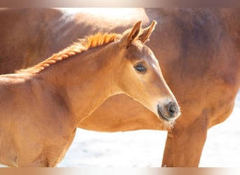 Hanoverian, Stallion, Foal (05/2024), 16.2 hh, Chestnut-Red