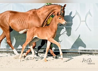 Hanoverian, Stallion, Foal (05/2024), 16.2 hh, Chestnut-Red