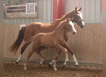 Hanoverian, Stallion, Foal (06/2026), 16.2 hh, Chestnut-Red