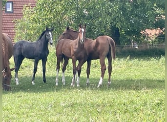 Hanoverian, Stallion, Foal (05/2025), 16.2 hh, Chestnut-Red