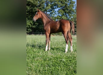 Hanoverian, Stallion, Foal (05/2025), 16.2 hh, Chestnut-Red