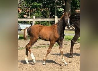 Hanoverian, Stallion, Foal (02/2024), 16.2 hh, Chestnut