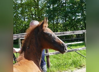 Hanoverian, Stallion, Foal (02/2024), 16.2 hh, Chestnut