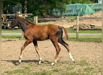 Hanoverian, Stallion, Foal (02/2024), 16.2 hh, Chestnut