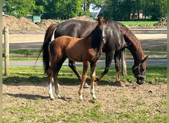 Hanoverian, Stallion, Foal (02/2024), 16.2 hh, Chestnut