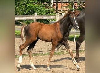 Hanoverian, Stallion, Foal (02/2024), 16.2 hh, Chestnut