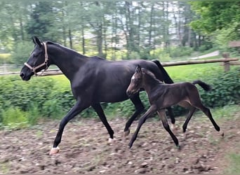 Hanoverian, Stallion, , 16.2 hh, Dun