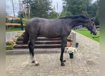 Hanoverian, Stallion, Foal (07/2023), 16.2 hh, Gray