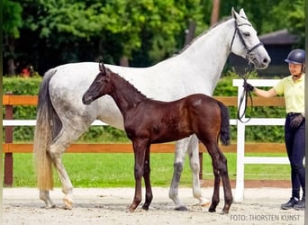 Hanoverian, Stallion, Foal (05/2026), 16.2 hh, Grey-Dark-Tan