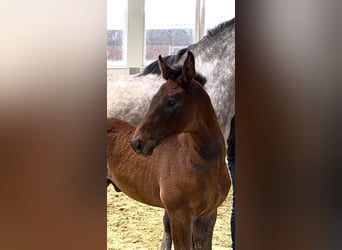 Hanoverian, Stallion, Foal (04/2026), 16.2 hh, Grey