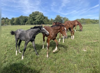 Hanoverian, Stallion, Foal (05/2025), 16.2 hh, Grey