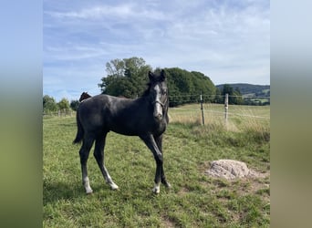 Hanoverian, Stallion, Foal (05/2025), 16.2 hh, Grey