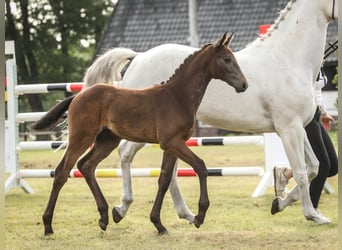 Hanoverian, Stallion, Foal (04/2025), 16.2 hh, Grey