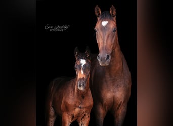 Hanoverian, Stallion, Foal (05/2024), 16,2 hh, Smoky-Black