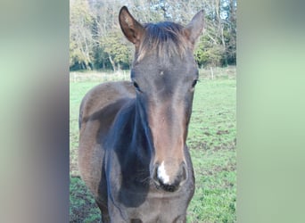 Hanoverian, Stallion, Foal (03/2024), 16,3 hh, Bay-Dark