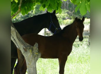 Hanoverian, Stallion, Foal (02/2023), 16.3 hh, Bay-Dark