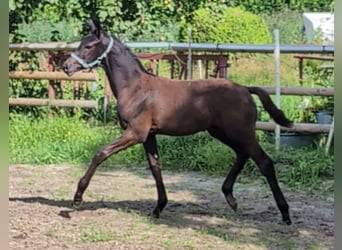 Hanoverian, Stallion, Foal (04/2024), 16,3 hh, Black