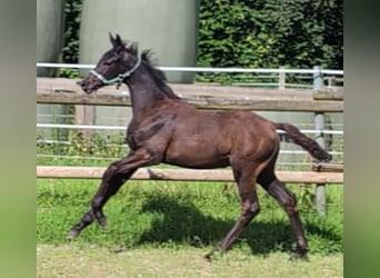 Hanoverian, Stallion, Foal (04/2024), 16,3 hh, Black