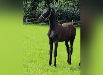 Hanoverian, Stallion, Foal (04/2024), 16,3 hh, Black