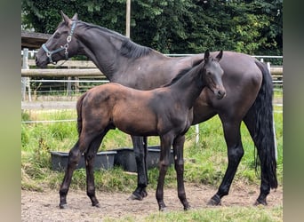 Hanoverian, Stallion, Foal (04/2024), 16,3 hh, Black