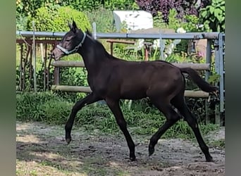 Hanoverian, Stallion, Foal (04/2024), 16,3 hh, Black